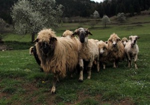 4 bin TL ücretle çoban aranıyor!
